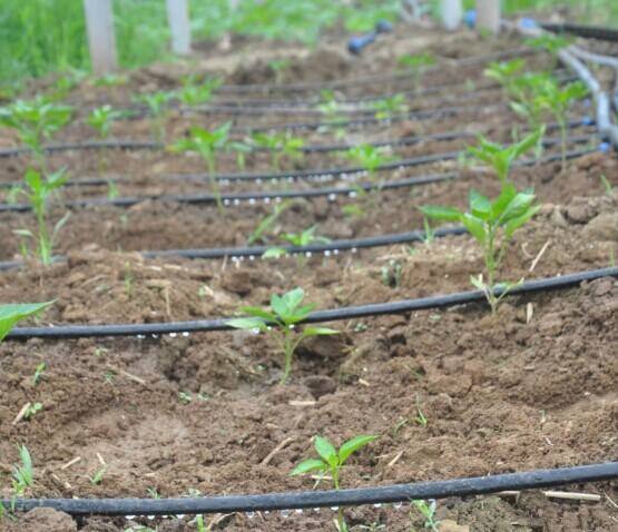 节水滴灌加肥料 节水滴灌加肥料